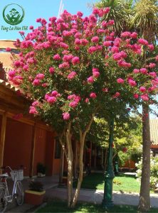 Cây tường vy trồng trước hiên nhà 