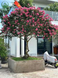 Cây tường vy tại dự án do vườn tùng la hán việt thiết kế 