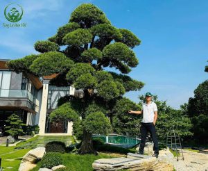 Vẻ đẹp của tùng la hán trong sân vườn nhà 