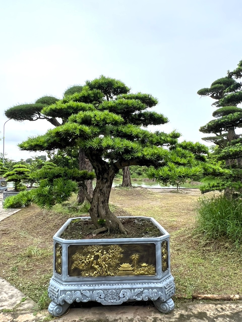 Tùng La Hán- T00087 - Tùng La Hán Việt