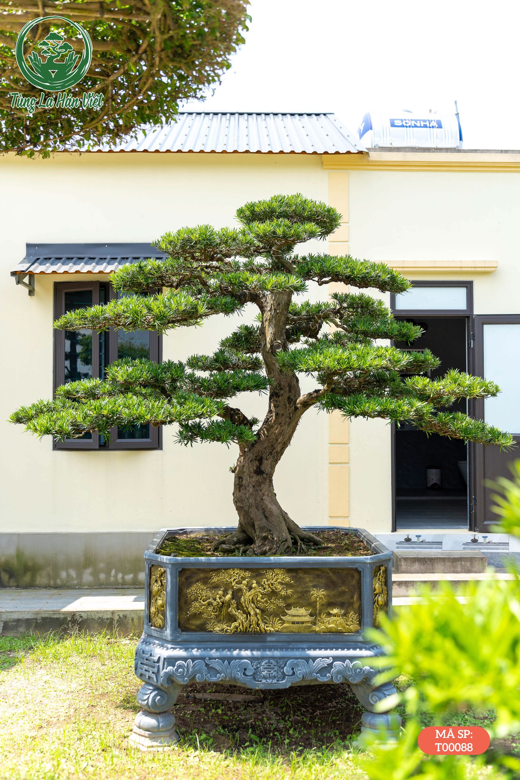 Tùng La Hán- T00088 - Tùng La Hán Việt