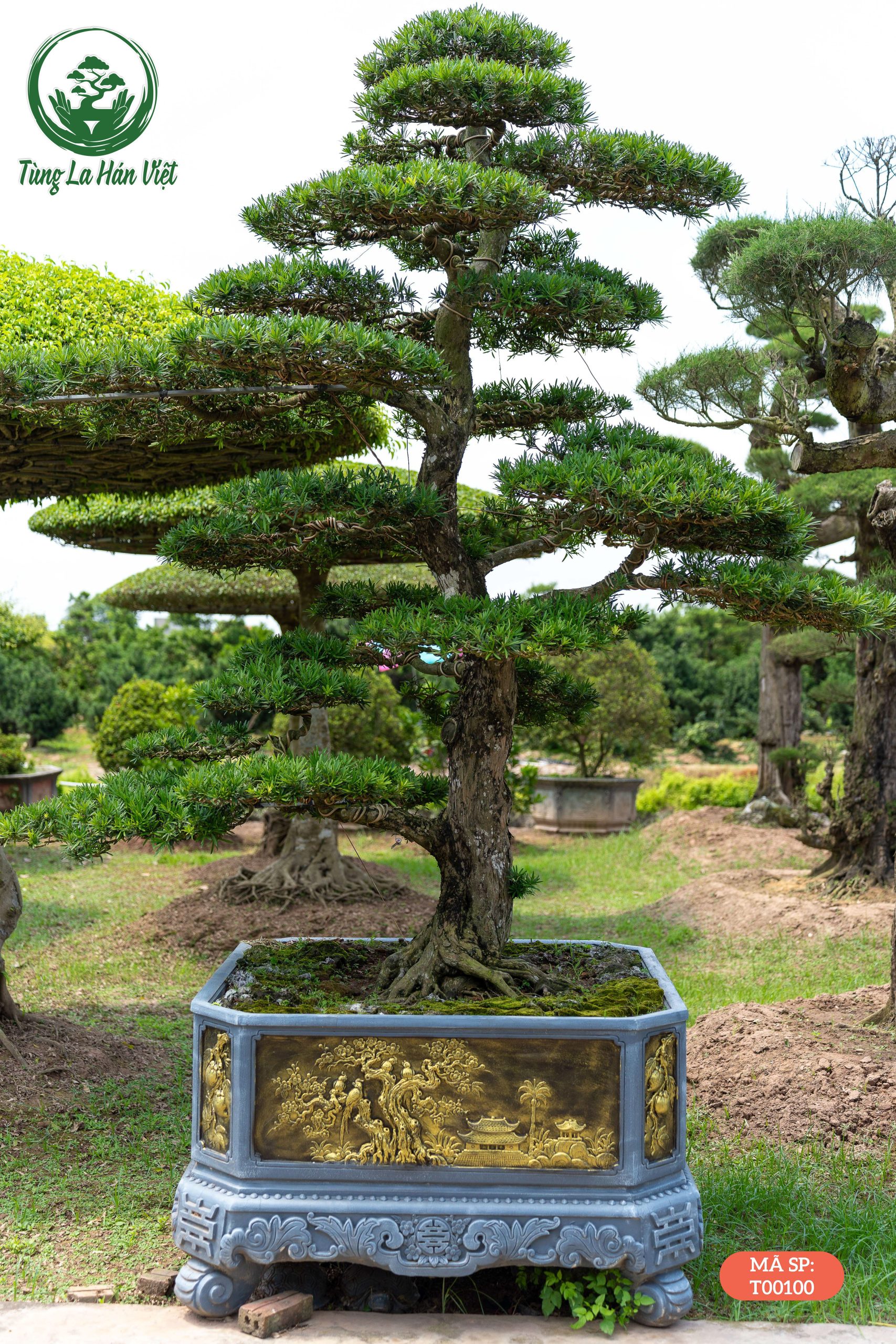 Tùng La Hán- T00100 - Tùng La Hán Việt