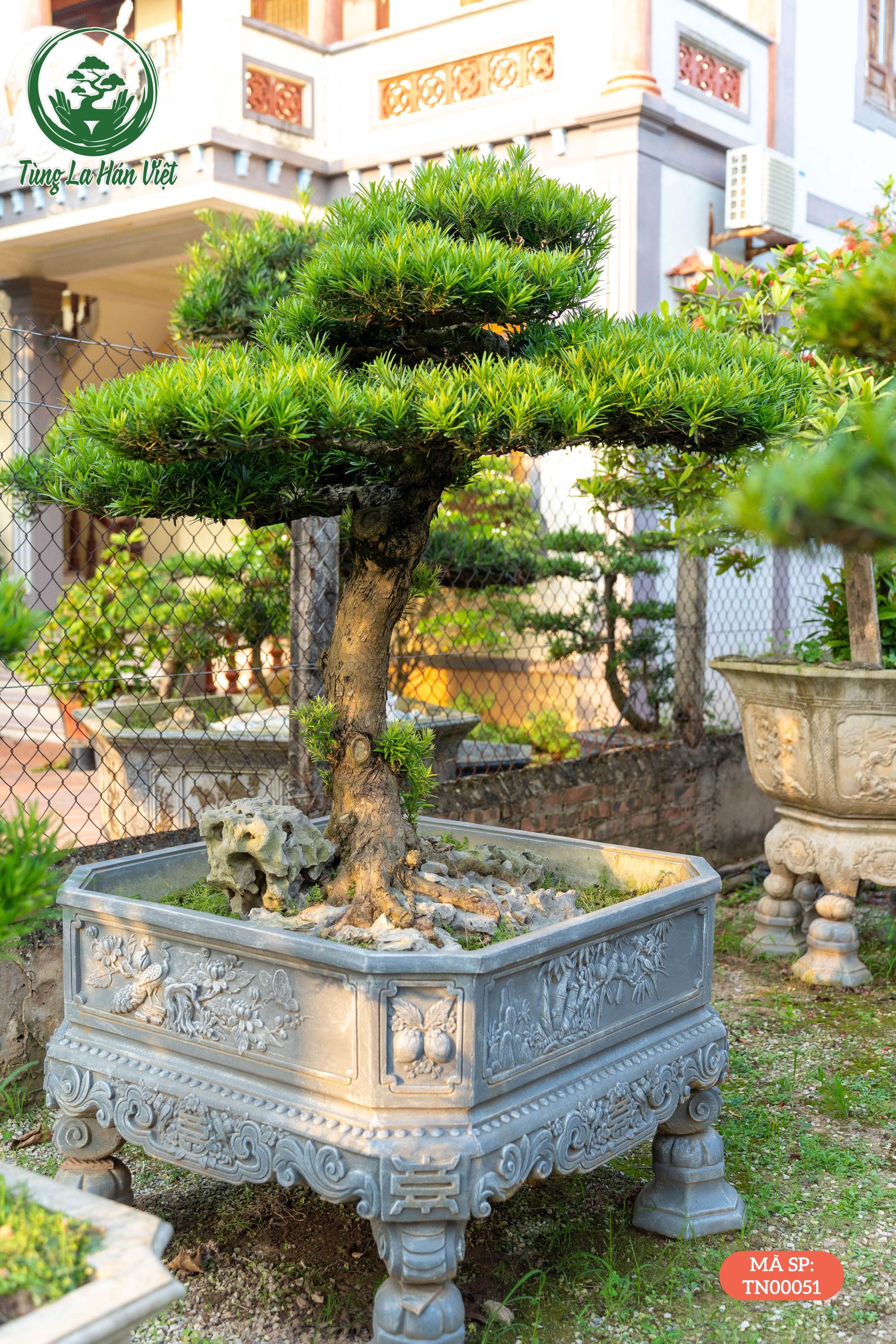 Tùng La Hán- TN00051 - Tùng La Hán Việt
