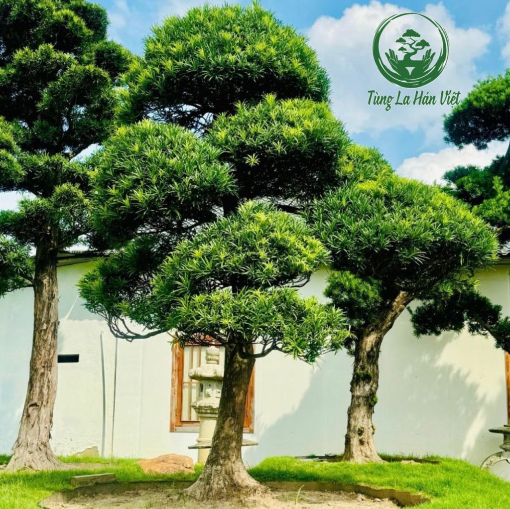 Khám Phá Vẻ Đẹp Bí Ẩn Của Tùng La Hán Trong Văn Hóa Việt - Tùng La Hán Việt