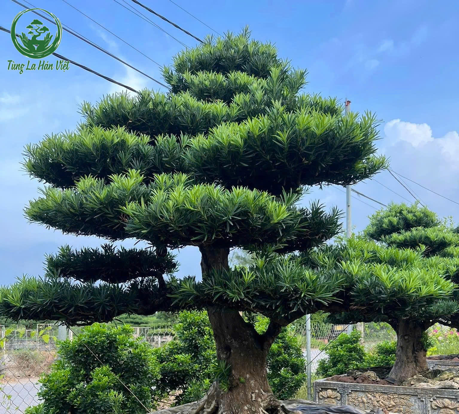 Tùng La Hán Dáng Trực – Vẻ Đẹp Mạnh Mẽ và Uy Nghiêm - Tùng La Hán Việt